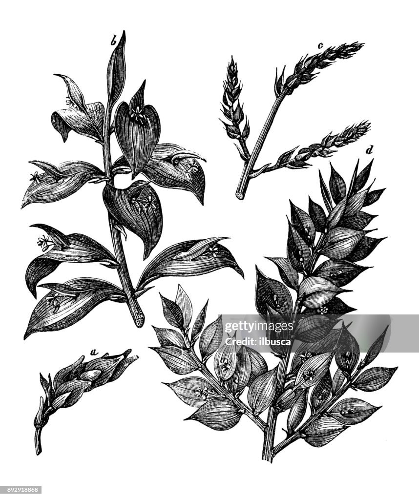 Botany plants antique engraving illustration: Ruscus hypoglossum (butcher's-broom, mouse thorn, horse tongue lily)