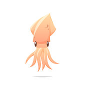 Squid vector isolated illustration