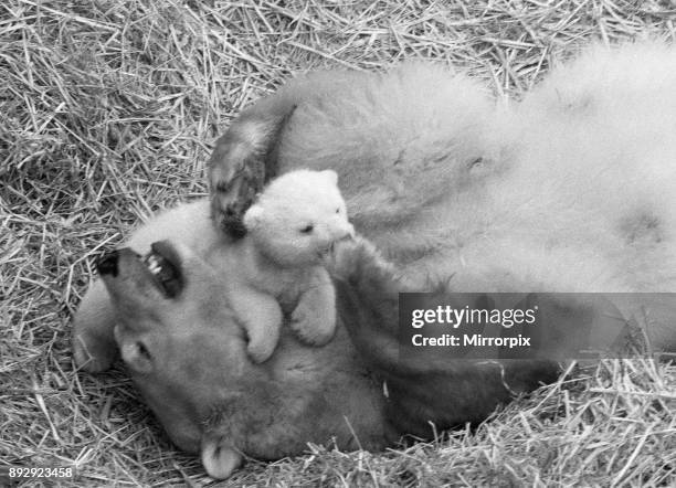 682 Animated Polar Bear Photos and Premium High Res Pictures - Getty Images 682 Animated Polar Bear Photos and Premium High Res Pictures - Getty Images