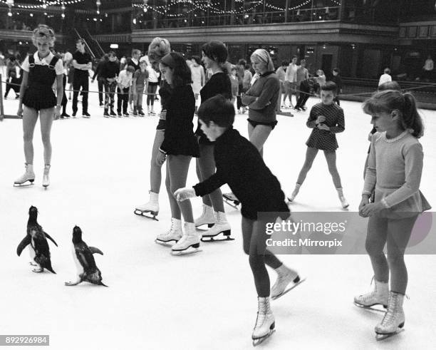 Two penguins, pretending not to notice all the other ice skaters are quite unconcerned by the presence of the regulars who were rather astonished to...