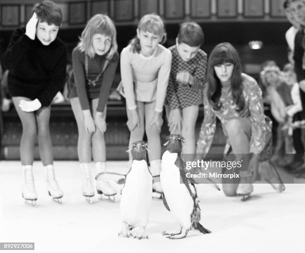 Two penguins, pretending not to notice all the other ice skaters are quite unconcerned by the presence of the regulars who were rather astonished to...