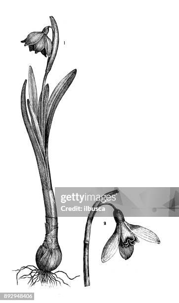 botany plants antique engraving illustration: leucojum vernum (spring snowflake) and galanthus nivalis (snowdrop) - spring snowflake flower stock illustrations