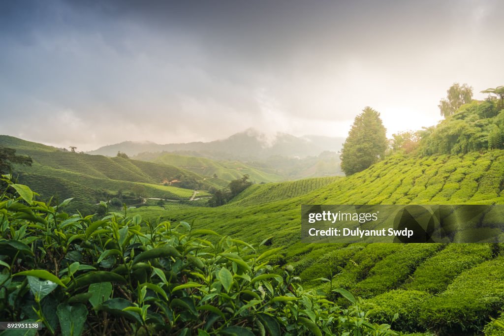 Misty morning with sunrise over tea plantation in Malaysia