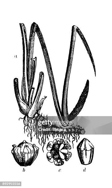 botany plants antique engraving illustration: acorus calamus (sweet flag, calamus) - sweet flag or calamus (acorus calamus) stock illustrations