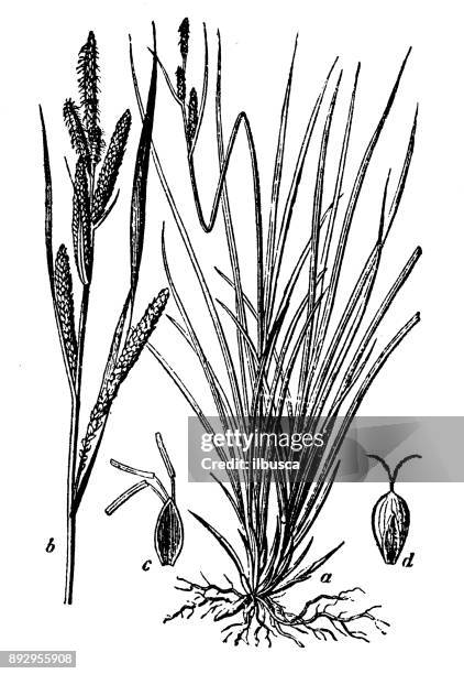 botany plants antique engraving illustration: carex acuta (acute sedge, slender tufted-sedge, slim sedge) - carex stock illustrations