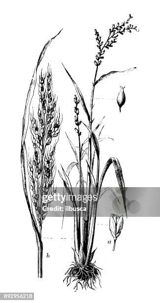 442 Rice Roots Stock Photos, High-Res Pictures, and Images - Getty Images
