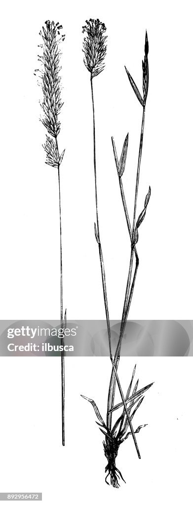 Botany plants antique engraving illustration: Anthoxanthum odoratum (sweet vernal grass, holy grass, vanilla grass, buffalo grass)