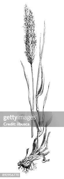 botany plants antique engraving illustration: alopecurus pratensis (meadow foxtail, field meadow foxtail) - alopecurus stock illustrations