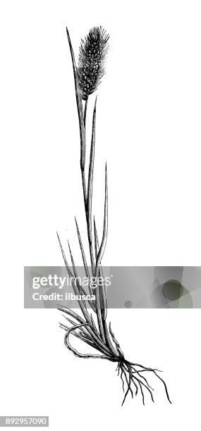 botany plants antique engraving illustration: setaria viridis (green foxtail, green bristlegrass, wild foxtail millet) - foxtail barley stock illustrations
