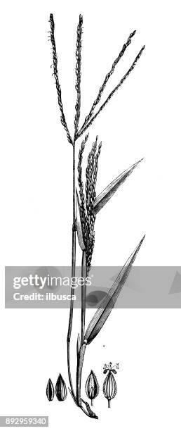 botany plants antique engraving illustration: digitaria sanguinalis (hairy crabgrass, hairy finger-grass, large crabgrass) - crabgrass stock illustrations