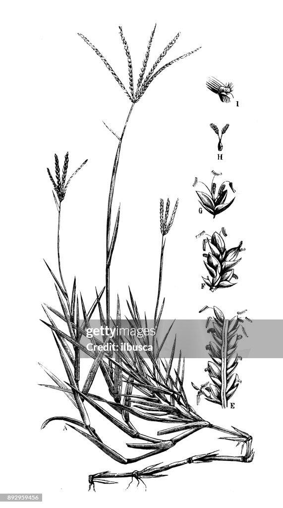 Botany plants antique engraving illustration: Cynodon dactylon (Vilfa stellata,, Dhoob, Bermuda grass, dog's tooth grass, devil's grass, couch grass, Indian doab)