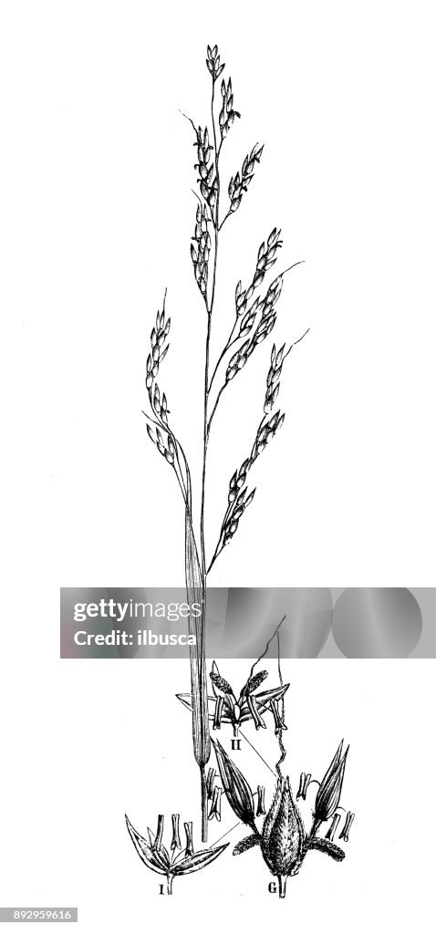 Botany plants antique engraving illustration: Sorghum halepense (Johnson grass)