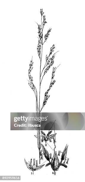 botany plants antique engraving illustration: sorghum halepense (johnson grass) - milo johnson stock illustrations