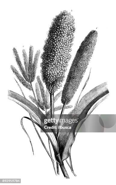 ilustraciones, imágenes clip art, dibujos animados e iconos de stock de botánica plantas antigua ilustración de grabado: eleusine, sorgo, panicum - sorgo