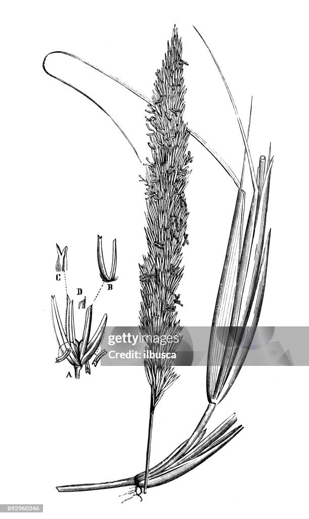 Botany plants antique engraving illustration: Ammophila arenaria (European Marram Grass, European Beachgrass)
