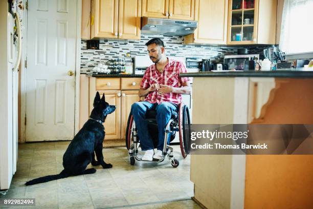 Man in wheelchair training dog in kitchen of home