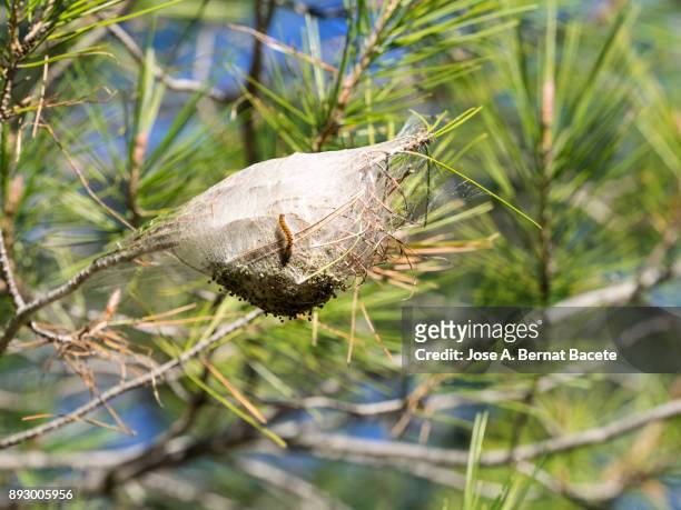 nest in a tree of pine processionary caterpillar. pine processionary (thaumetopoea pityocampa). spain - geometridae stock-fotos und bilder
