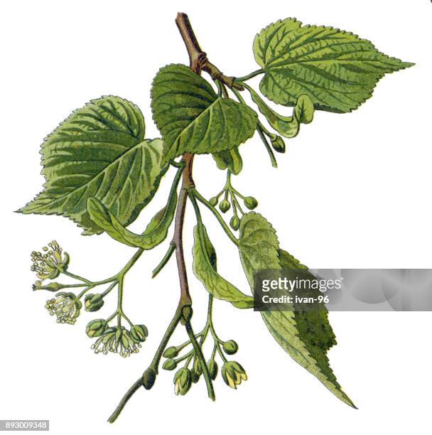 linden - lime tree stock illustrations