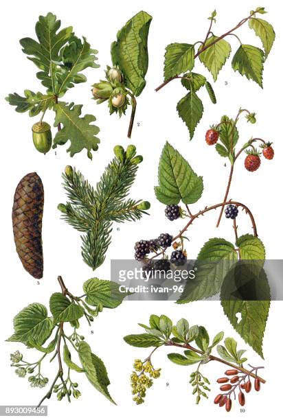 ilustraciones, imágenes clip art, dibujos animados e iconos de stock de plantas medicinales y hierbas - oak leaf