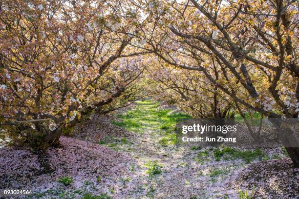 the fallen cherry petals after full blooming at buddhist temple ninna-ji - kyoto protocol stock pictures, royalty-free photos & images