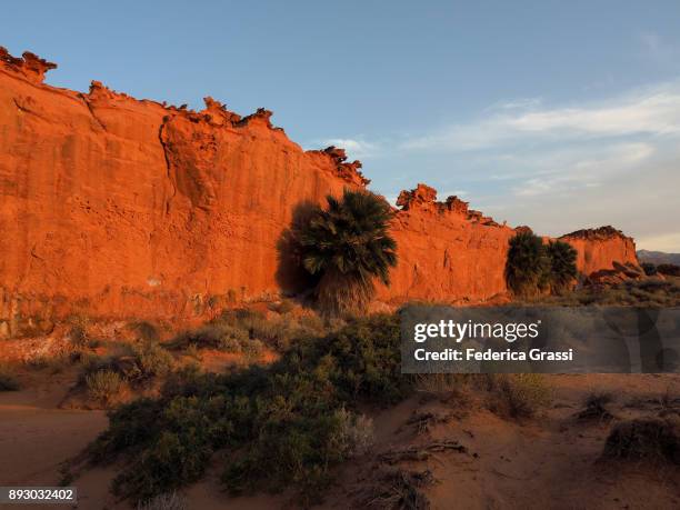 palm trees against sandstone wall, little finland, nevada - mesquite nevada stock pictures, royalty-free photos & images