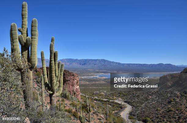 theodore roosevelt lake, arizona - cactus cardon photos et images de collection