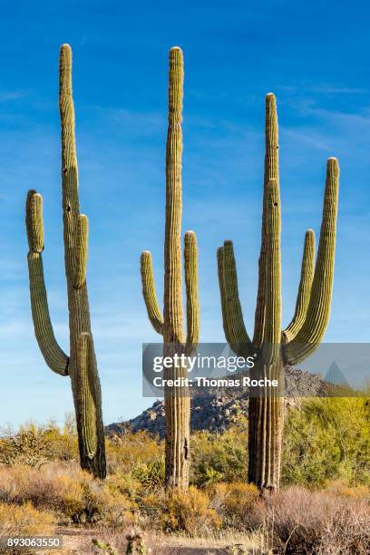 three saguaros - saguaro cactus stock pictures, royalty-free photos & images