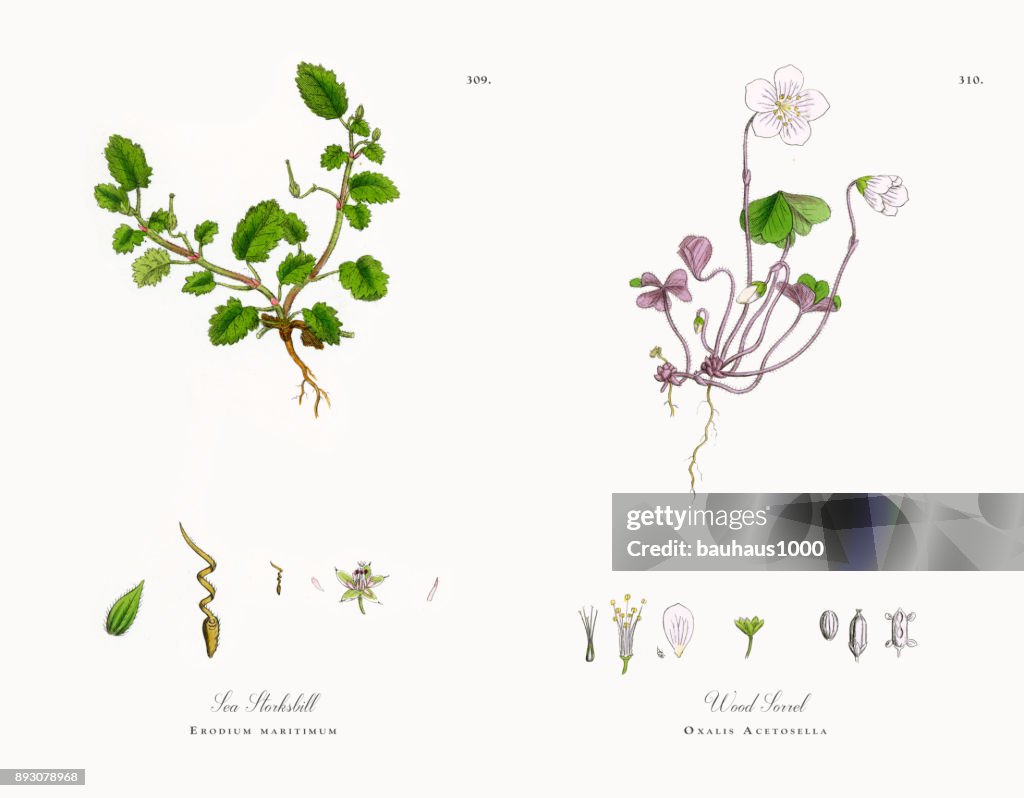 Sea Storksbill, Erodium maritimum, Victorian Botanical Illustration, 1863