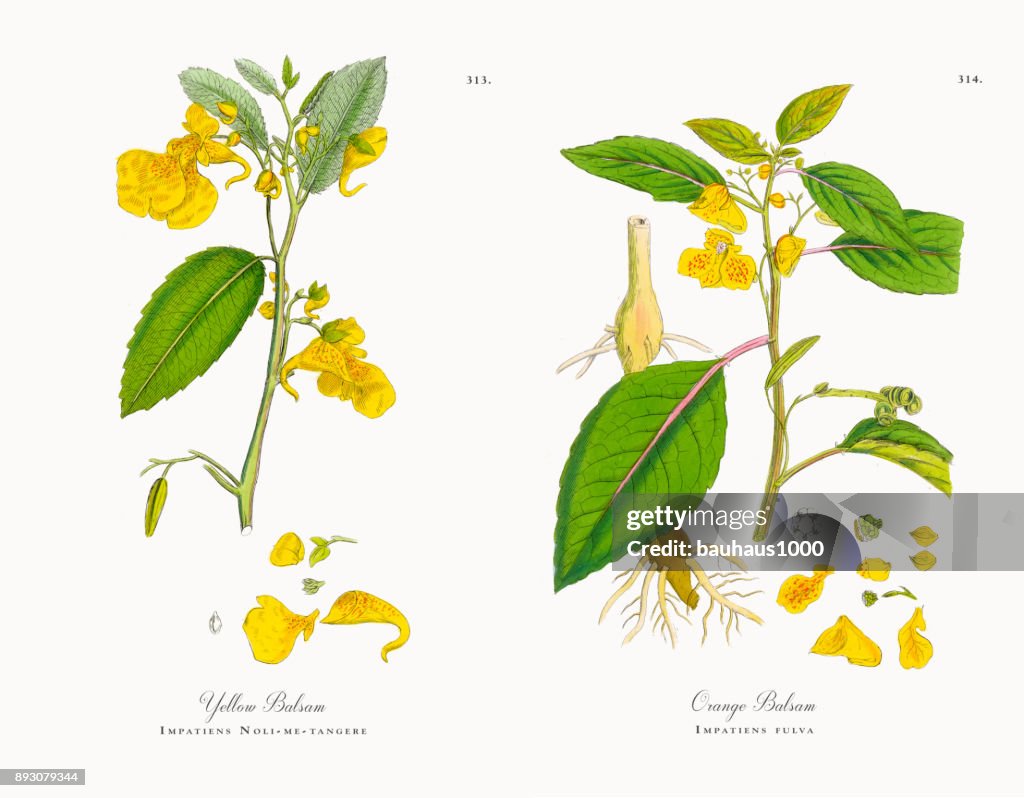 Gelbe Springkraut, Impatiens Noli-me-tangere, viktorianischen Botanische Illustration, 1863
