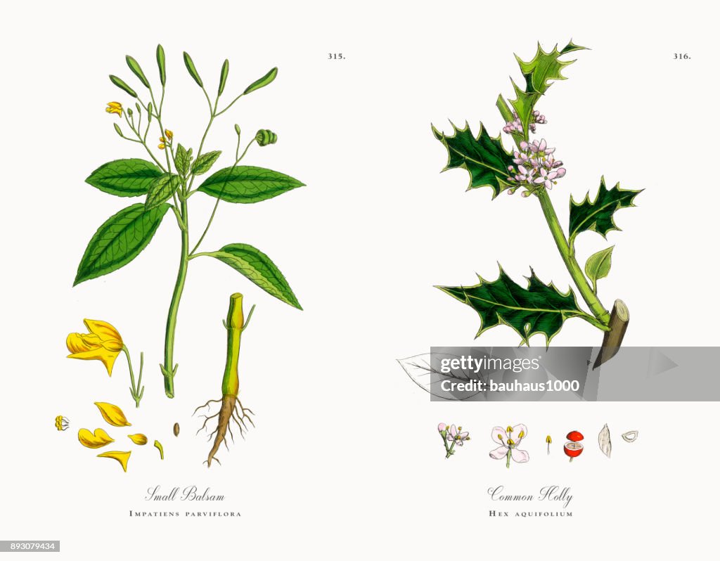 Small Balsam, Impatiens parviflora, Victorian Botanical Illustration, 1863