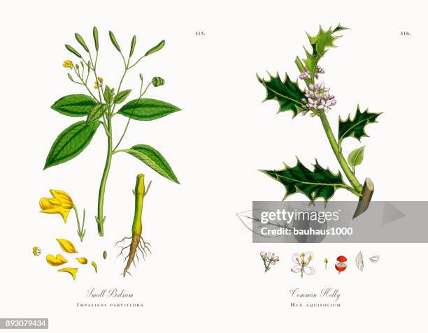 small balsam, impatiens parviflora, victorian botanical illustration, 1863 - abies balsamea stock illustrations