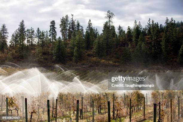 bewässerung sprinkler merlot weingut okanagan valley - okanagan vineyard stock-fotos und bilder