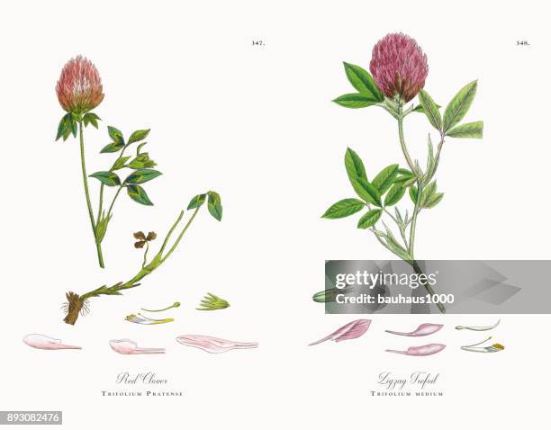 red clover, trifolium pratense, victorian botanical illustration, 1863 - clover sprouts stock illustrations