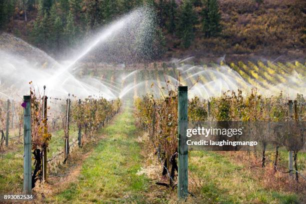 irrigation sprinkler merlot vineyard okanagan valley - okanagan vineyard stock pictures, royalty-free photos & images