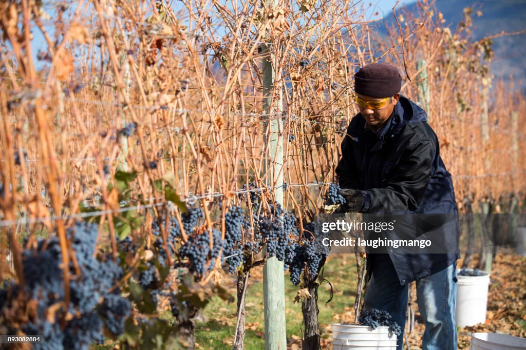 Grape Harvesting Okanagan Valley British Columbia