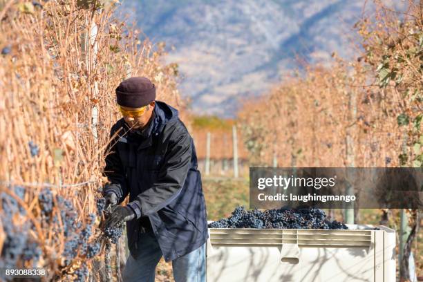druif oogsten okanagan valley british columbia - okanagan vineyard stockfoto's en -beelden