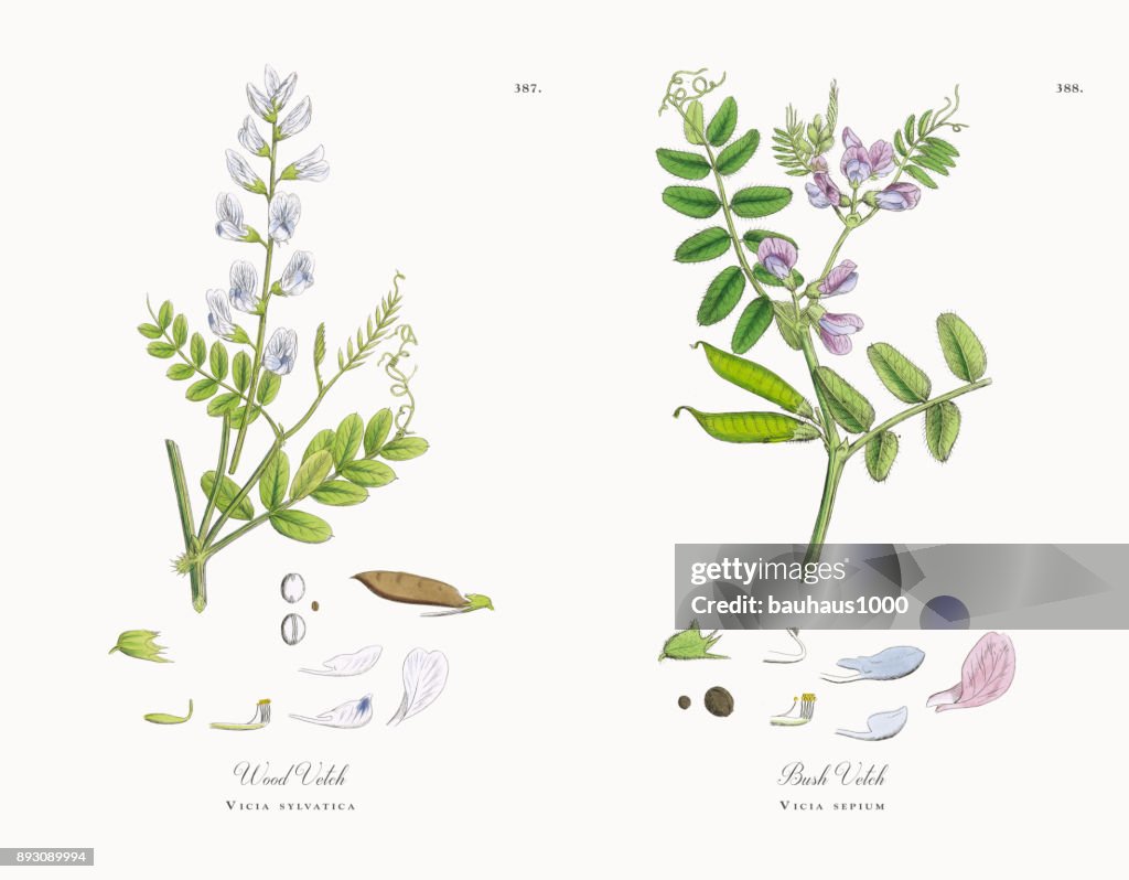 Wood Vetch, Vicia sylvatica, Victorian Botanical Illustration, 1863