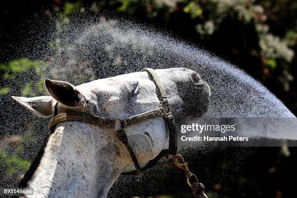 Horse cools off during 2018 Takapuna Beach Polo on December 15, 2017 in Auckland, New Zealand.