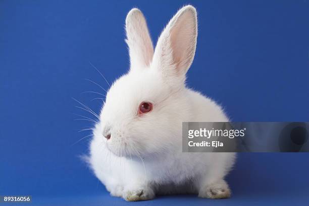 13,945 White Rabbit Photos and Premium High Res Pictures - Getty Images