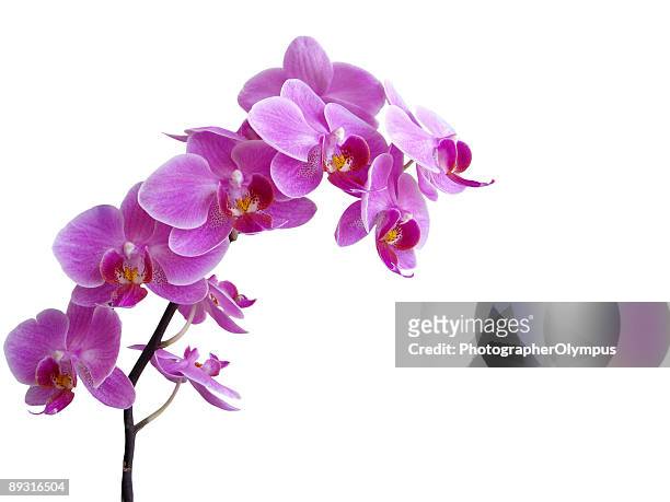 purple orchid in voller blüte - phalaenopsis stock-fotos und bilder