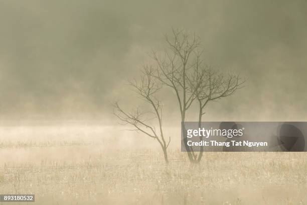 alone tree on misty lake - milk stream stock pictures, royalty-free photos & images