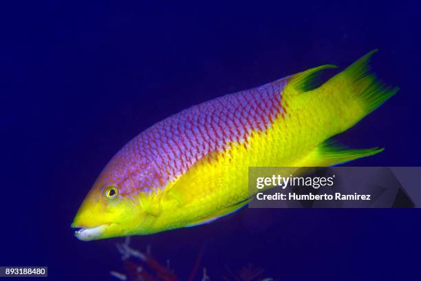 spanish hogfish. - wrasses stock pictures, royalty-free photos & images