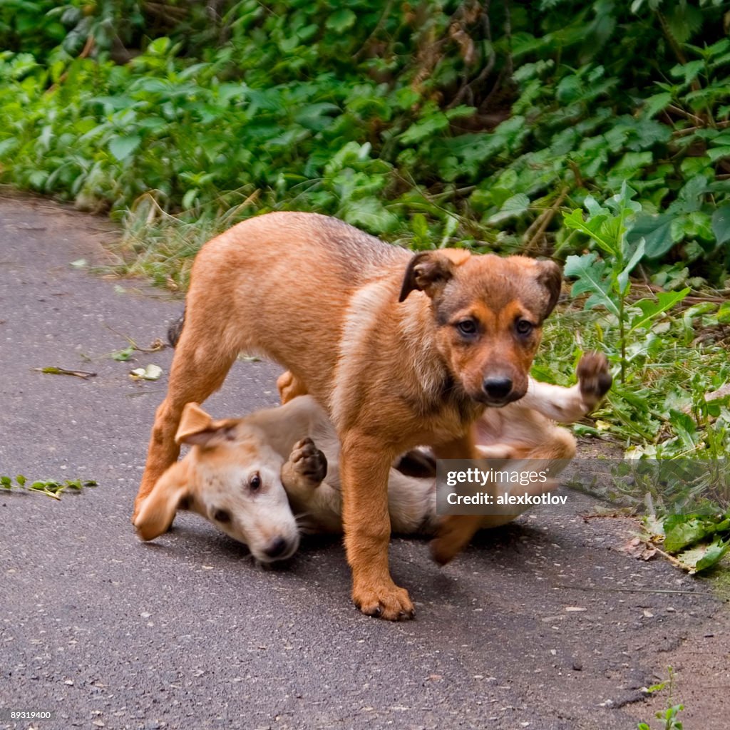 Dois cachorros Brincando