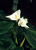 Twin White Lilies