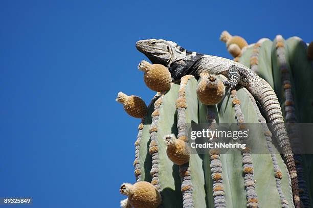 san esteban spiny-tailed iguana, ctenosaura conspicuosa - sonora mexico stockfoto's en -beelden