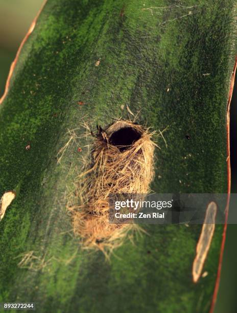 a single insect case (cocoon) attached to a succulent leaf - bagworm moth 個照片及圖片檔