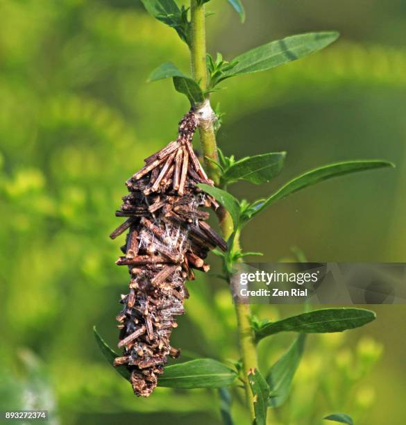 a single bagworm moth case (cocoon) attached to a stem of a plant - bagworm moth 個照片及圖片檔