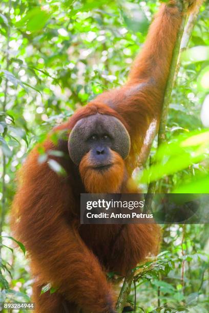 wild orangutan in bukit lawang national park, sumatra in indonesia - gunung leuser national park stock pictures, royalty-free photos & images