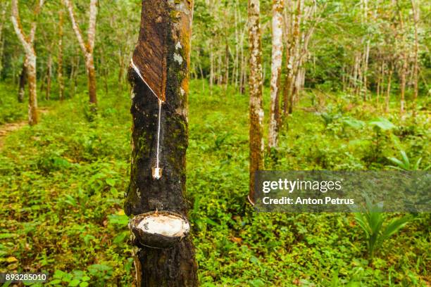 rubber tree and bowl filled with latex - gunung leuser national park stock pictures, royalty-free photos & images