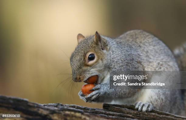 a humorous shot of a cute grey squirrel (scirius carolinensis) holding two hazel nuts, one in its mouth and one between its two paws. - amoeba imagens e fotografias de stock